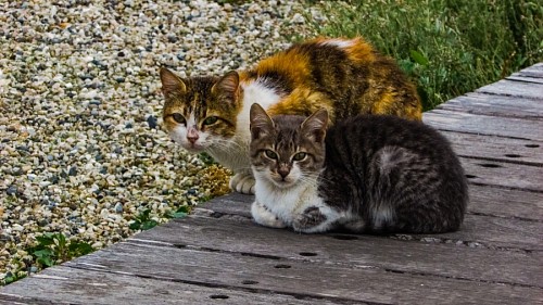 parte del cuerpo Pareja de gatos mirando fijo