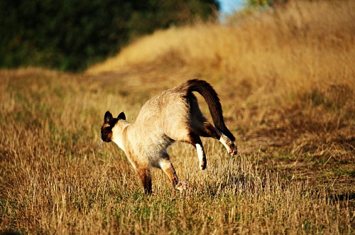 parte del cuerpo Gato corriendo en la pradera