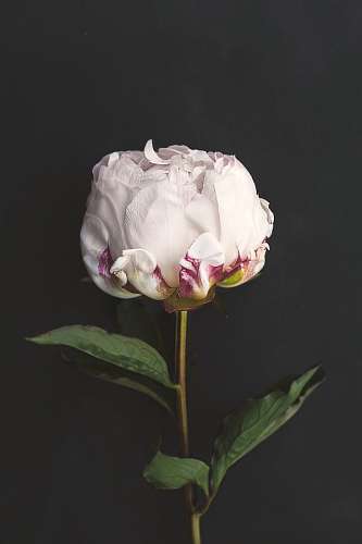 escudo Rosa artificial