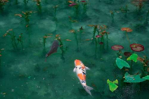 Pez koi 