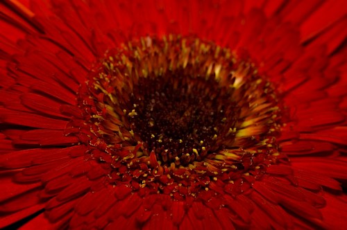 grado de color Primer Plano Gerbera Roja