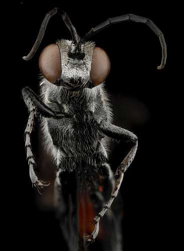 plano macro de el frente de una hormiga con un fondo negro