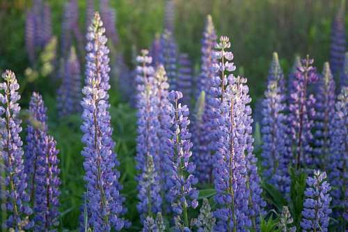 Plantas de lavanda en el campo