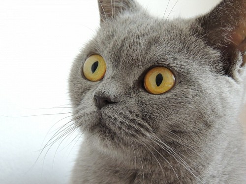 Primer plano de felino concentrado 