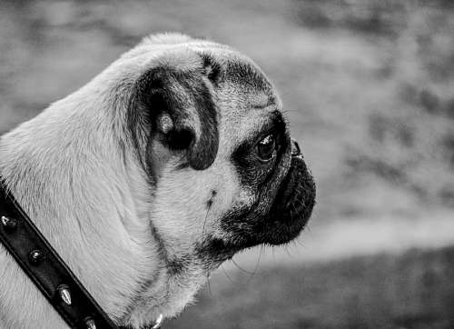 Pug Carlino Perfil