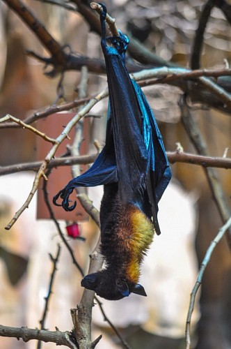 volador Murciélago descansando 