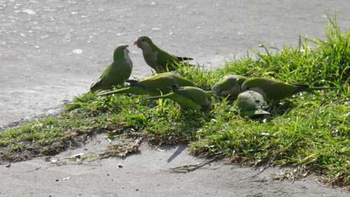 Loros