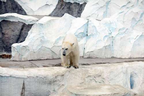 tokaido Oso polar en Tokio.
