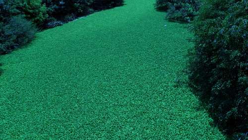 Algas, Textura, Texturas, Verde, Marino