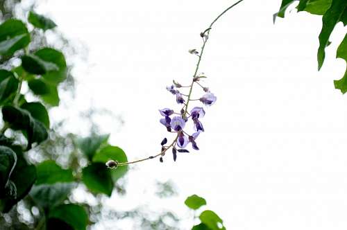 hoja, flor, flores, naturaleza, lila, vista de fre