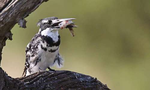 fauna Ceryle rudis pajaro pescador con su presa