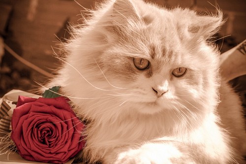 fondos de pantalla 4k Gato romántico junto con una rosa para fondo de pantalla