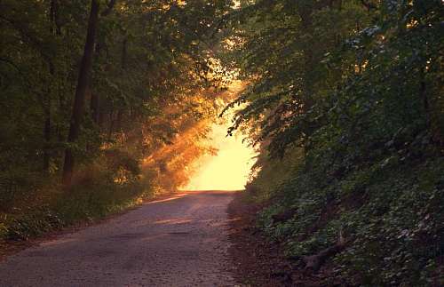 Calle en el bosque al atardecer con reflejo de sol