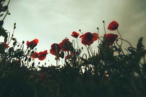 abajo Campo con flores