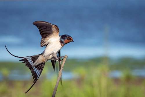 primer plano de pajaro 