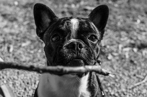 bulldog frances Gloria