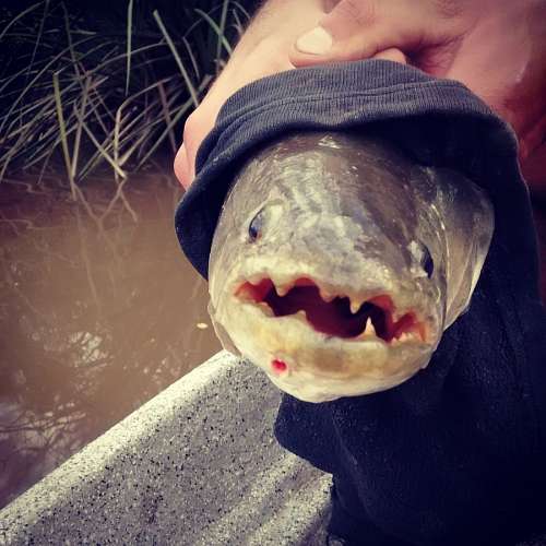 dientes Tararira