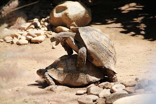 reptil Tortugas