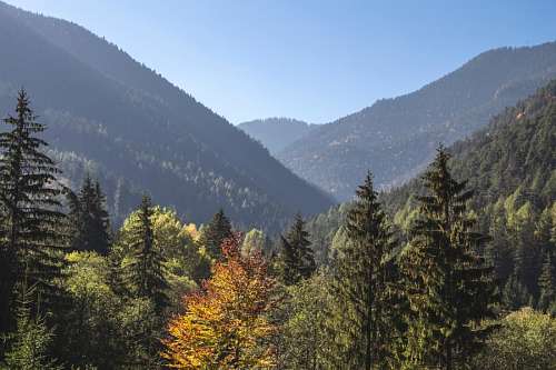 vigas Bosque de pinos
