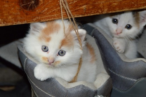 parte del cuerpo Tiernos gatitos dentro de los zapatos