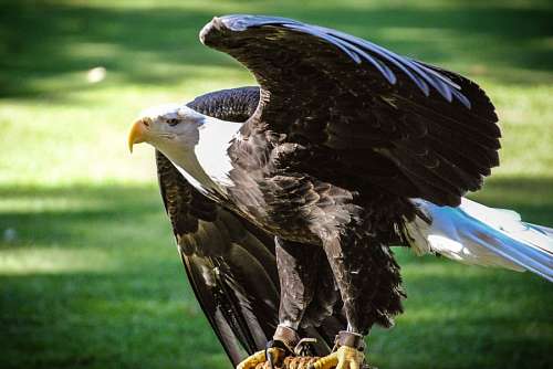 aguila Aguila Americana cuerpo entero