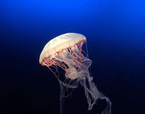 medusas Medusa de Mar