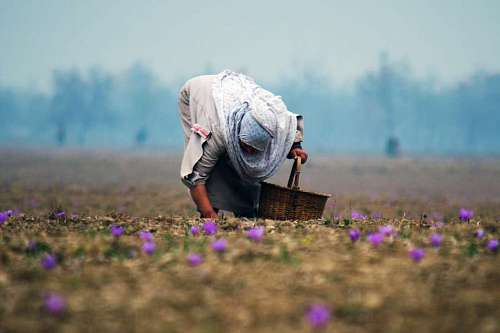 primer plano de una mujer recogiendo flores