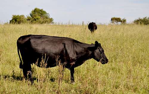 Vaca Aberdeen angus Negra