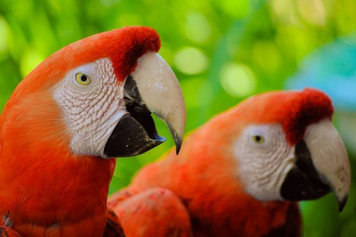 Pareja de guacamayos de perfil