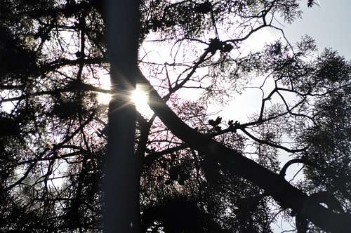 contraluz Silueta Arbol