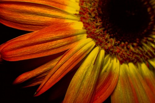fondos de pantalla 4k Parte de Gerbera Amarilla Macro