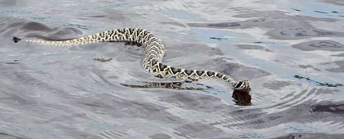 reptil serpiente de rio