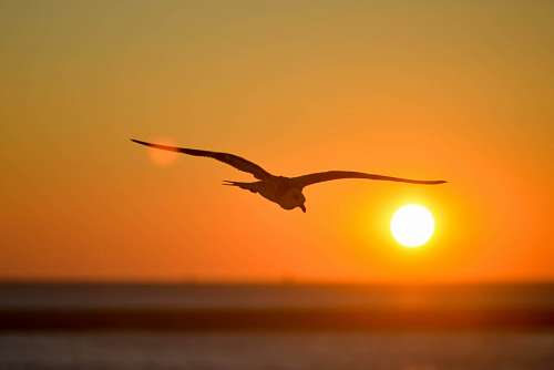 Gaviota al atardecer
