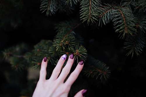 tocar Uñas purpura tocando un pino 