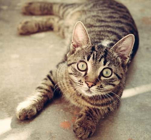 parte del cuerpo Adorable gato mirando fijo a la camara