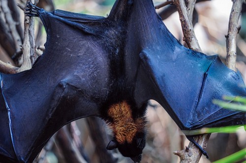 volador Murciélago colgado de las ramas 