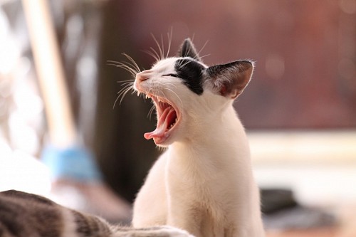 Adorable gatito soñoliento bostezando 
