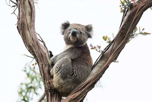 Koala en un arbol mirando a la camara