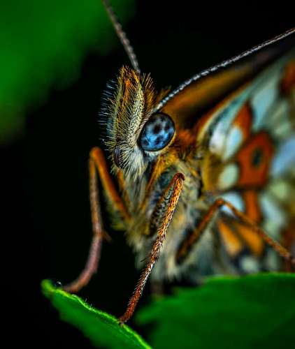Detalle de una Mariposa