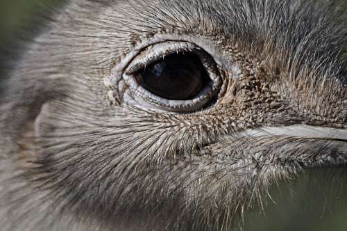 aves Avestruz