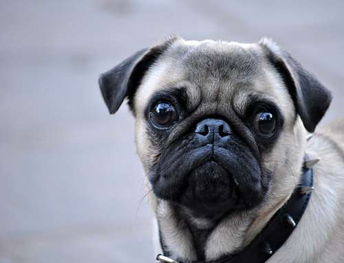 Primer Plano Pug Carlino