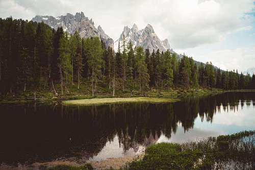 Paisaje de Rio de montaña y bosque de pinos