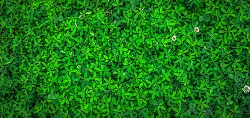 las leas Fondo de pantalla Hojas verdes 