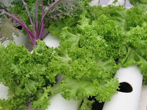 hidroponia Lechuga                