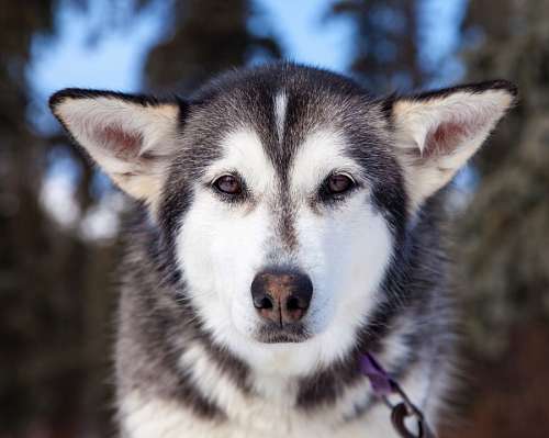 husky siberiano perro Husky siberiano