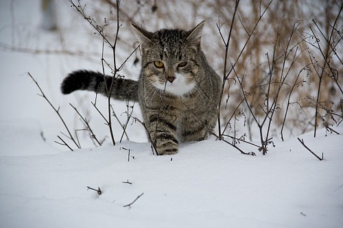 encantador Gato caminando en la nieve