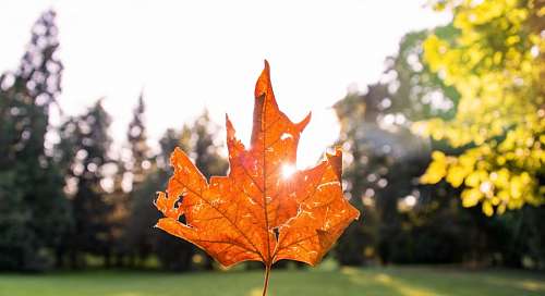 nadar en la naturaleza Hoja en otoño