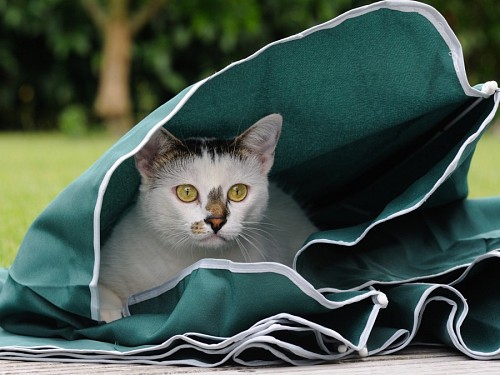 agresivo Gatito escondiendose en pequeña carpa