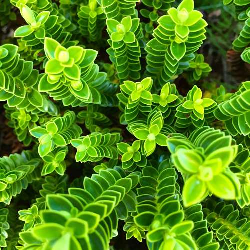 intenso Planta 