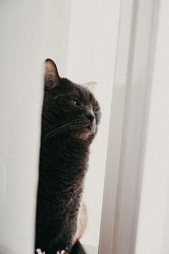 Gato gris espiando detras de la puerta